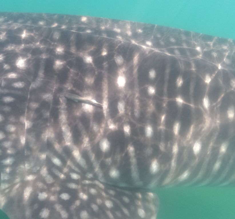 af1d440f-0fe3-4a3d-aca3-9e3f505ca383