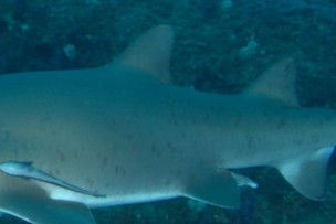 52a010f7-5c16-4e02-bdd6-6cd45e8f3286