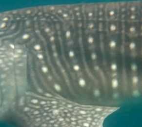 ca93d778-8a7e-408c-bce3-dec9295923c2