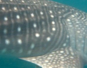 ca93d778-8a7e-408c-bce3-dec9295923c2