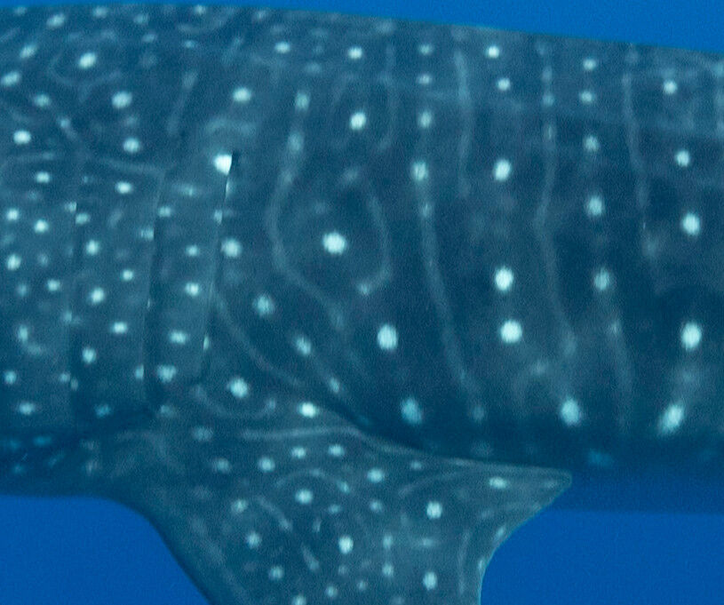 29751c11-7ebe-4998-9a89-ce1f7bade4e2