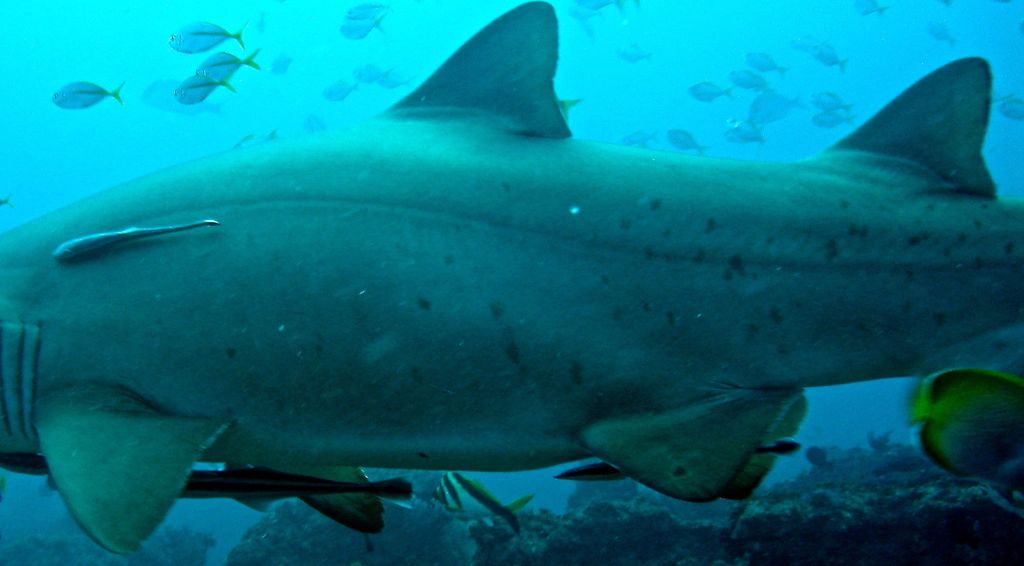 9e0c77db-e15b-47b0-aadd-555112c367fc