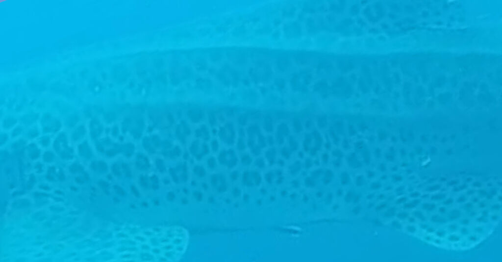 cd1f4dcc-ee51-4094-baa0-a20e7da28074