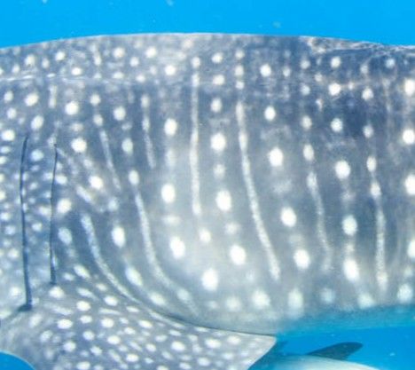 8929f0c7-c22d-4ced-a33a-3e0c4e025936