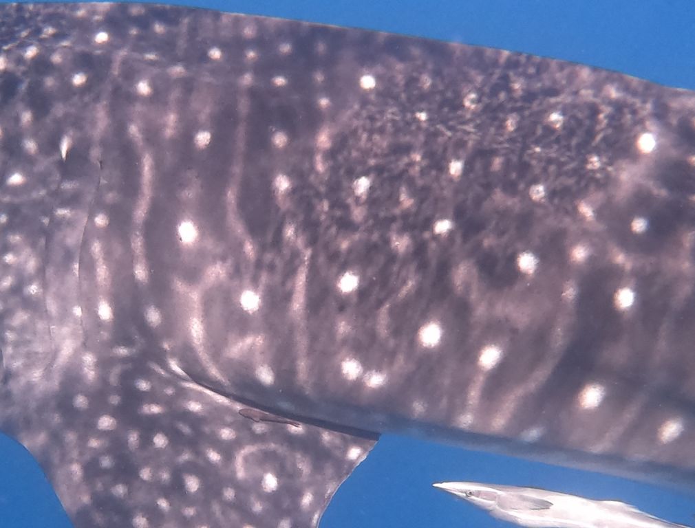 d6679044-9f92-4b76-a010-d3b7d2736e58