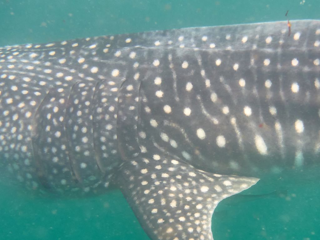 03b0cf96-88e5-4c3a-ac56-eb27343a48ea