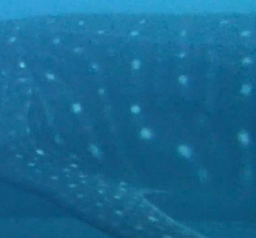 c305b983-fe9d-4d2f-8d15-0d9909a60a61