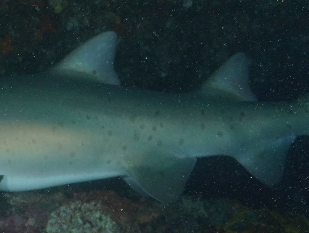 f6593e62-e2fd-4d3c-a15e-a733f30e30ed