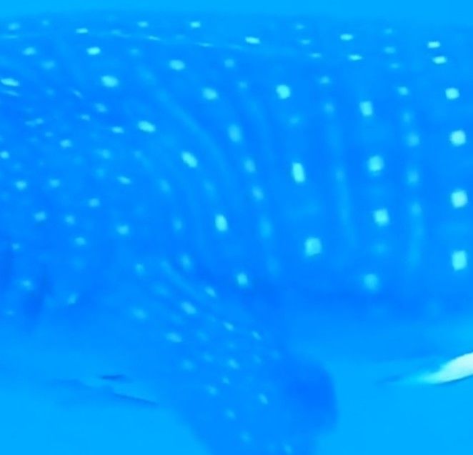 0dc022ec-cd0f-4acd-91d7-e79a0a7a5be9