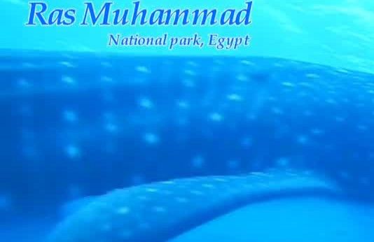 0dc022ec-cd0f-4acd-91d7-e79a0a7a5be9