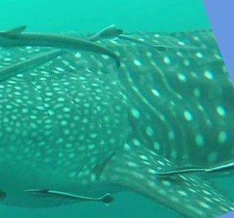 a8258389-39cc-4d35-8382-c79494e9c971