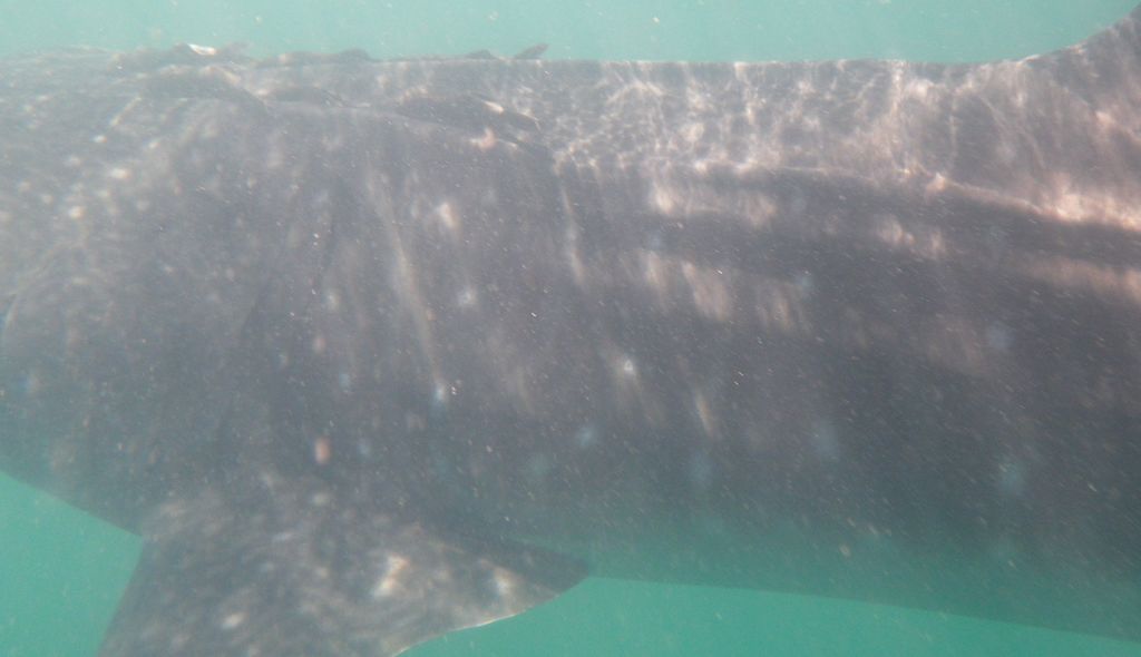 6ba3438e-f1ed-46f9-a29c-d76fe5acfdd7