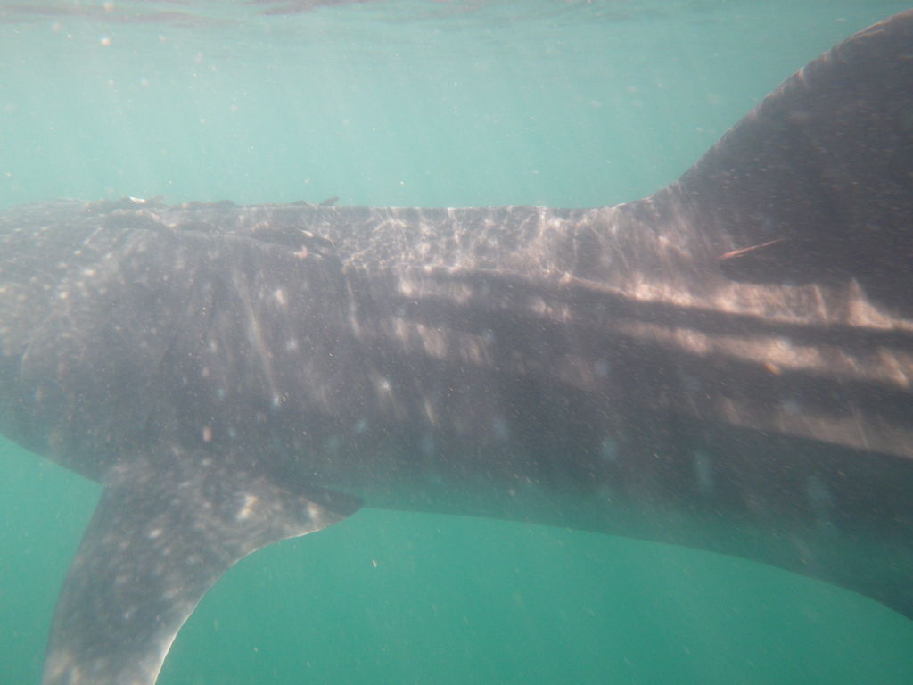 6ba3438e-f1ed-46f9-a29c-d76fe5acfdd7