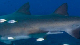 d9d8e8a1-c88d-4114-88ea-e7faefa1a2fb