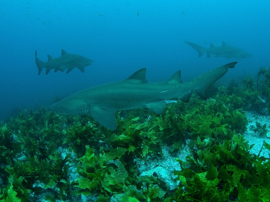 4e002d0f-2980-44f4-9dc9-e28a194f9769