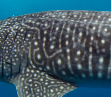 0d44e2f9-aba8-4bba-b50d-c39597431073