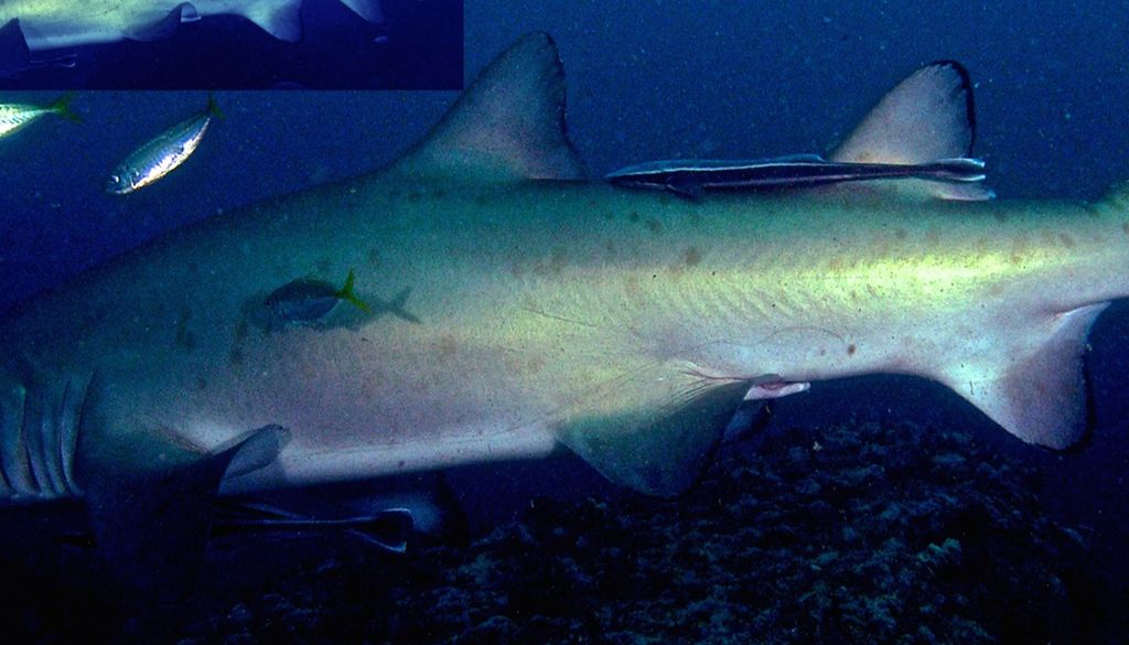 dbcebaef-91e1-4eaa-95a8-6e08167785f4