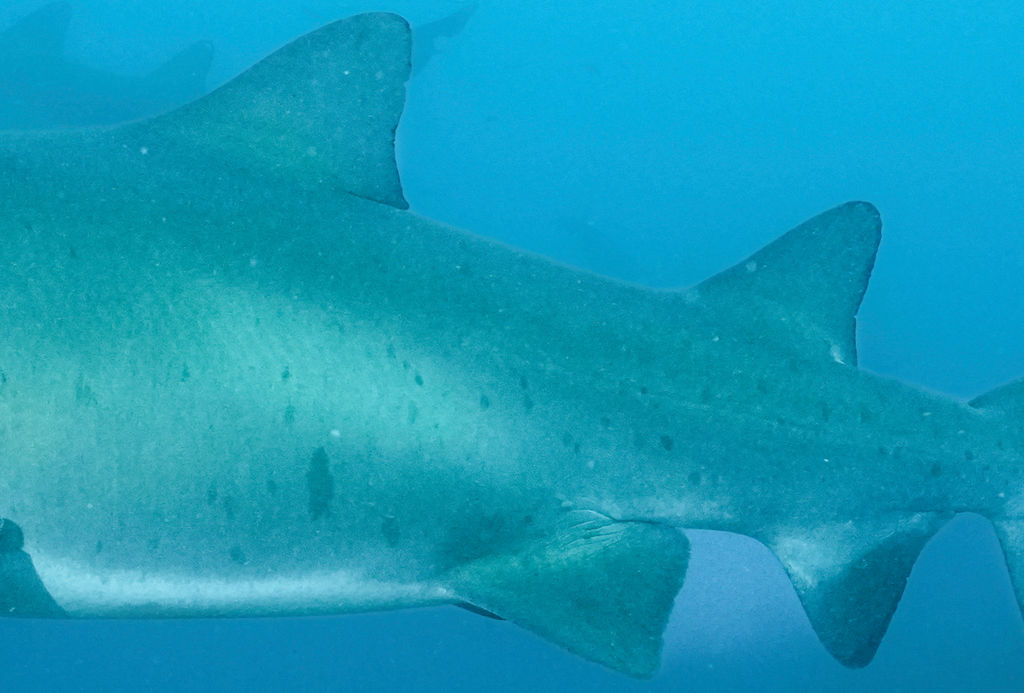 e43ce231-ca3c-45f0-a3d4-2f10d7c03205