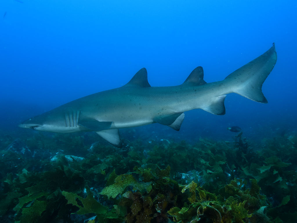 88bca0fd-bd21-43f4-bb62-7de830ecfffa