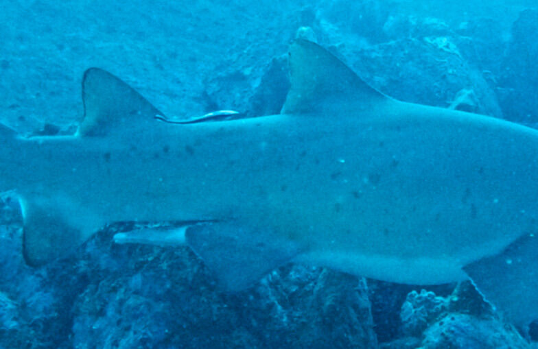 1ba0ab4b-0dd1-4e17-a0b8-22ca40f49d90