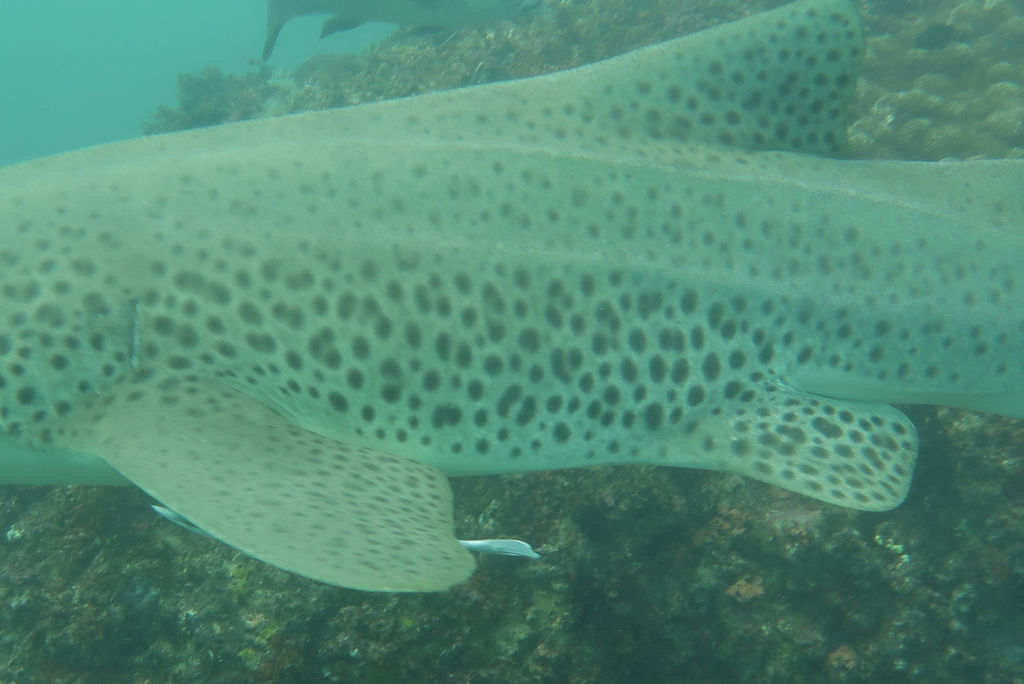 1e77c0d5-43a4-4e0f-adbe-8f5875a06363