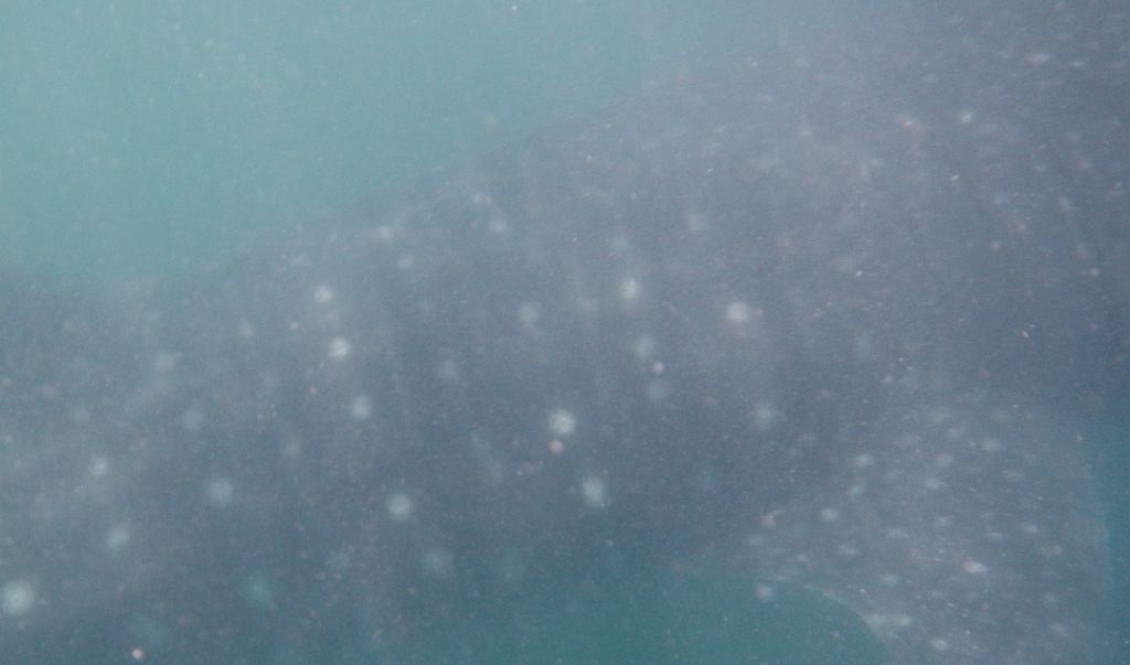 1003cc8c-abd7-4a5f-a402-8cfef41e6abf