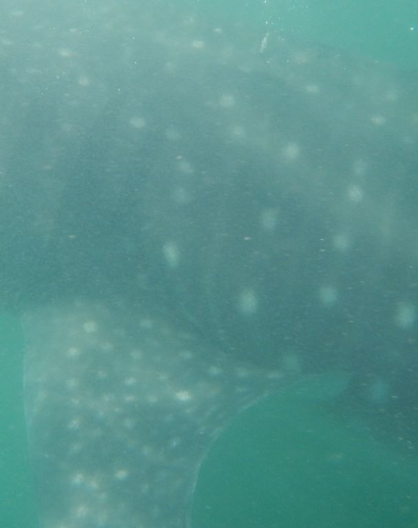 1003cc8c-abd7-4a5f-a402-8cfef41e6abf