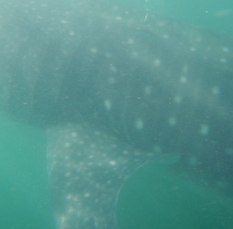 1003cc8c-abd7-4a5f-a402-8cfef41e6abf