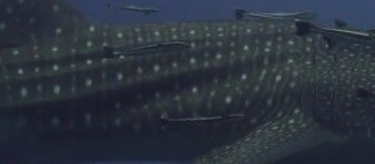 c6f7b951-5b45-4a34-bc5e-46a100213bc3