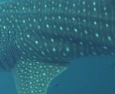 c6f7b951-5b45-4a34-bc5e-46a100213bc3