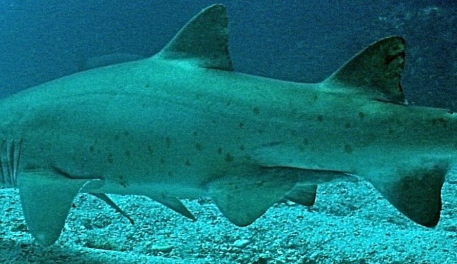 a225cd66-bead-4ddd-93a4-5ca856f4ff77