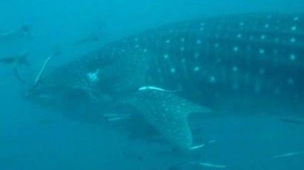 d5e78f01-d6f9-456b-ac1a-f0bb8cd2e850