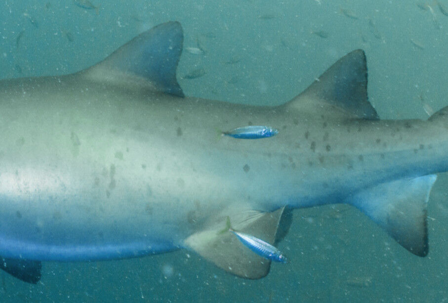 02343d4e-b897-4a41-a474-5bcf15148364