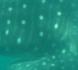 731bb969-1a7d-4815-a7ee-6d2cbf1f601a