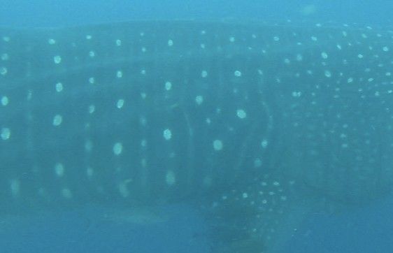 41c548f0-2239-4fb5-8bc5-7a42540fba5b