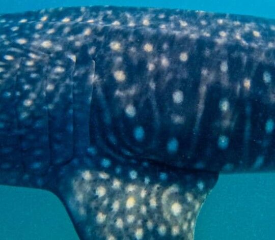 996e4566-6d36-46d3-8d33-11429795421d