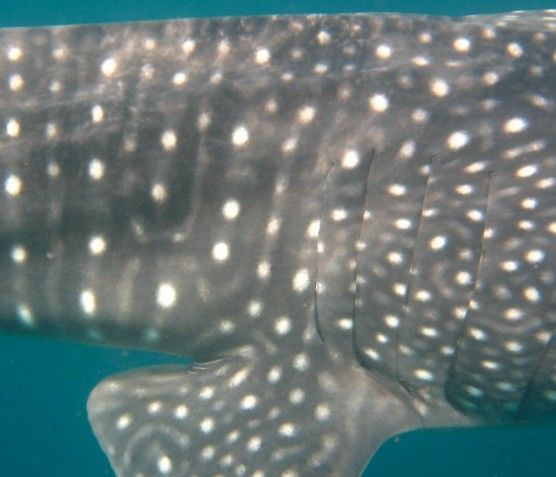 28250ead-c948-465e-a68e-2dcd61cb39cf