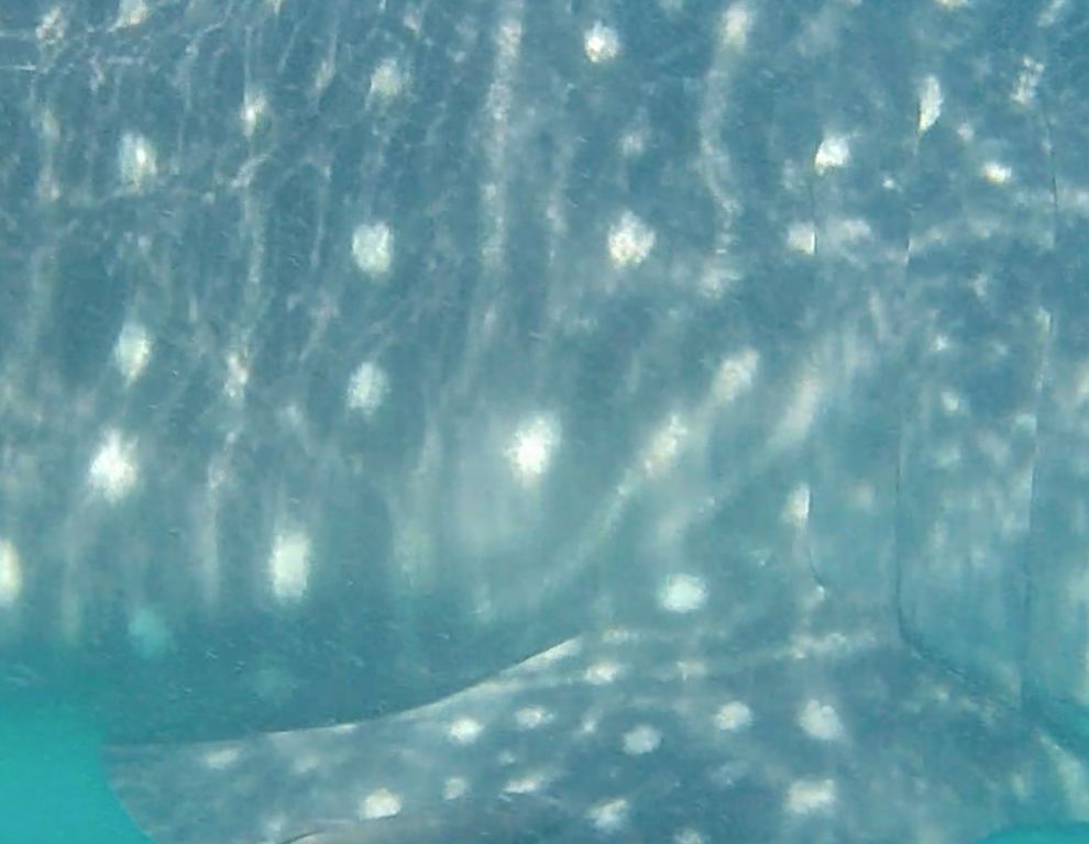 01efe16d-3ff1-4509-b5e1-a9d9cfbb977a