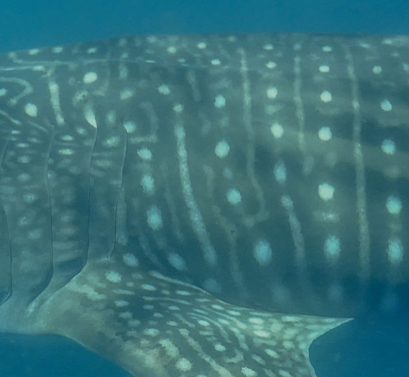 f2230b0c-6fc6-48ea-8734-53c3b8b071ba