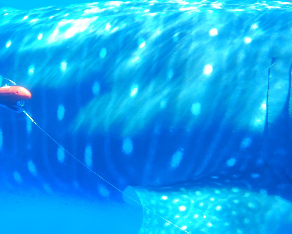 ca7a8854-daf0-4062-82d1-6426ca223de0