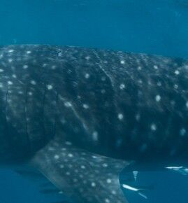 93536fc3-402e-400c-be6a-09da6043040f