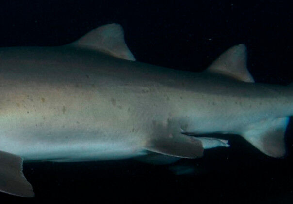 d87861bb-6f46-4d62-9ba3-b369ab58cded