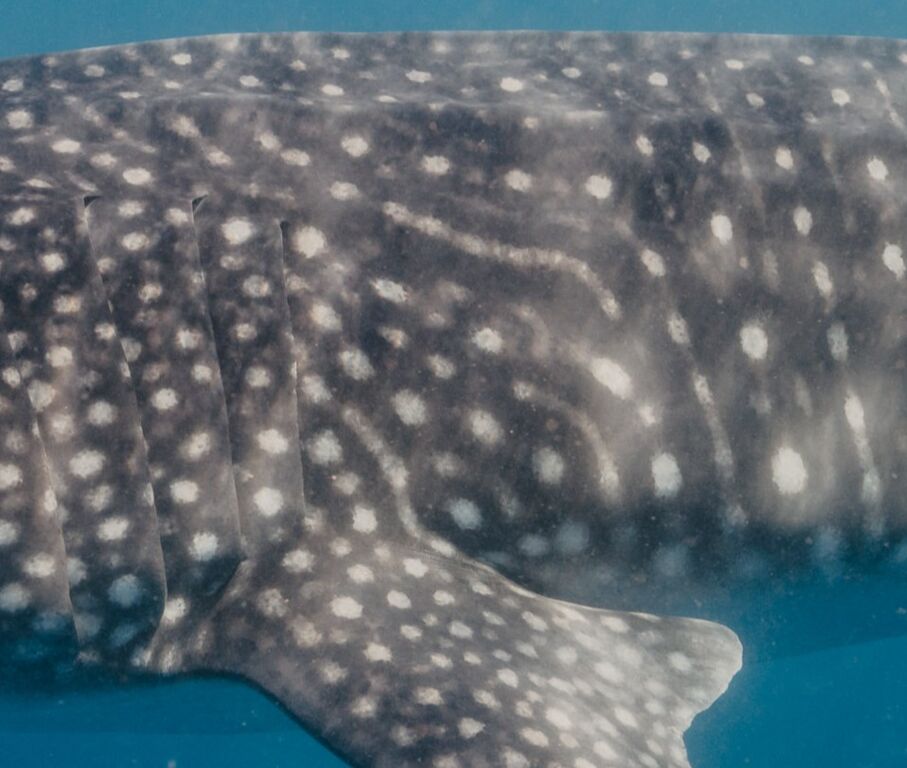 44aafe73-8894-4e00-b328-c39902eea5bc