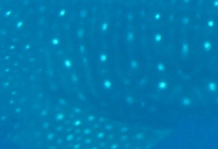 e65c9833-b014-4a1a-9d25-17194640bc7f