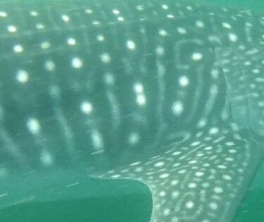 236abcfd-5da4-4b51-8ea9-1072f3f9895e