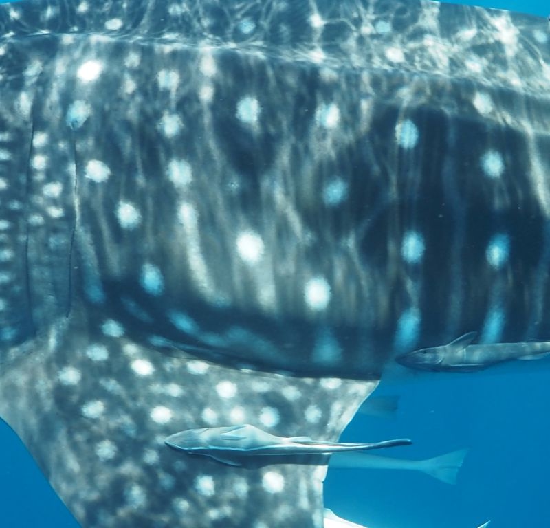 bdfbda7a-3e93-4ccf-b6b4-65384cc2c071