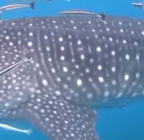 62f79085-3f44-4f97-b2e4-e9741bf046f0