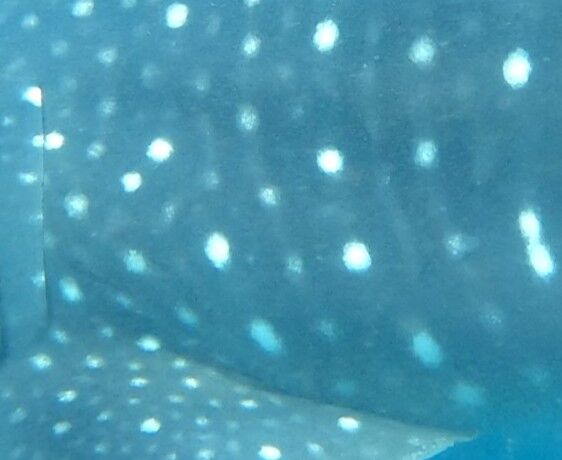 0f1041aa-ea29-4ead-8b96-16e5e548819f