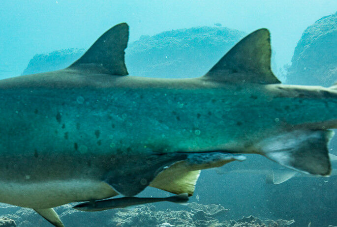 9afce2dc-b837-4b90-b535-73a15740cef6