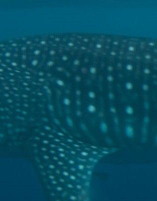 1c9dcca0-46c1-4dc7-9bae-698855ee4c9a